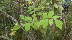 Toxicodendron vernix