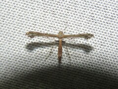 Michaelophorus indentatus