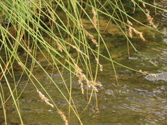 Carex cusickii