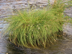 Carex cusickii