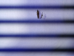 Dichomeris ligulella