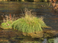 Carex cusickii