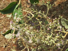 Vernonieae