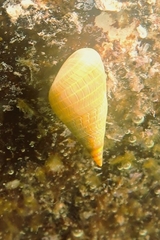 Phasianotrochus eximius
