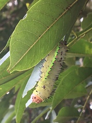 Saturniidae