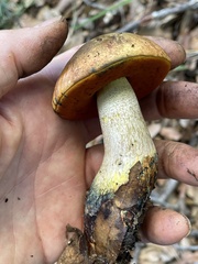 Neoboletus