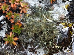 Alectoria ochroleuca