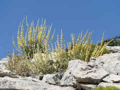 Verbascum undulatum