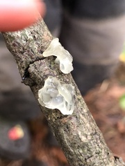 Tremella fuciformis