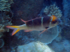 Monotaxis heterodon