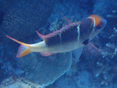 Monotaxis heterodon