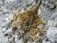 Gagea serotina