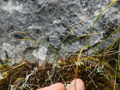 Gagea serotina