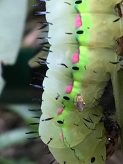 Saturniidae