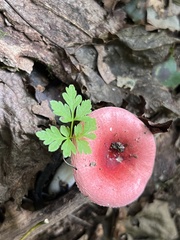Russula rosacea