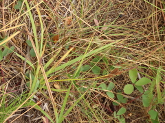 Carex nebrascensis