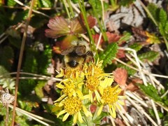 Bombus flavidus flavidus