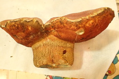 Exsudoporus floridanus