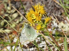Colias nastes
