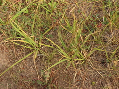 Carex nebrascensis