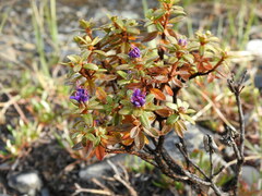 Rhododendron lapponicum