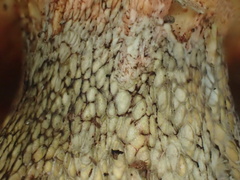 Exsudoporus floridanus