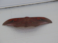 Copaxa multifenestrata