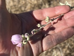 Malacothamnus fasciculatus nuttallii