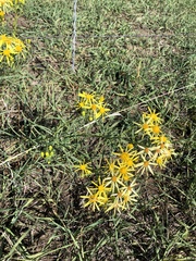 Senecio flaccidus