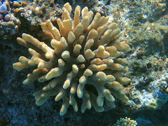 Pocillopora grandis