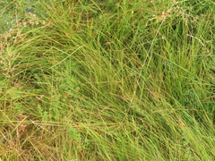 Carex microptera