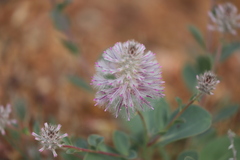 Ptilotus exaltatus