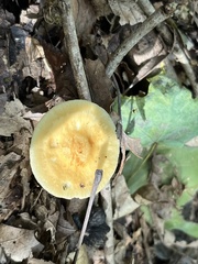 Russula ochroleucoides