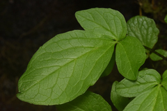 Valeriana sitchensis