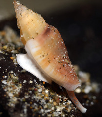 Eucithara