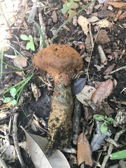 Pisolithus arenarius