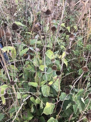 Heliopsis
