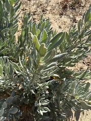 Eriodictyon traskiae