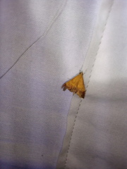 Pyrausta bicoloralis