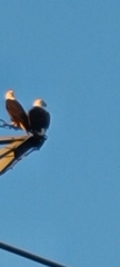 Haliaeetus leucocephalus leucocephalus