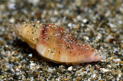 Eucithara