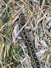 Pituophis catenifer catenifer