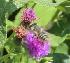 Megachile