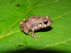 Craugastor polaclavus