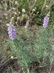Lupinus polyphyllus