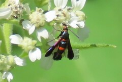 Synanthedon sapygaeformis