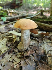 Leccinum insigne