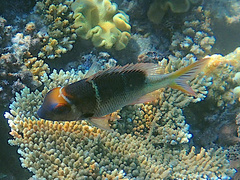 Monotaxis heterodon