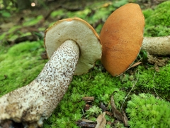Leccinum insigne
