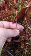 Vaccinium macrocarpon